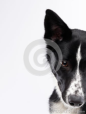 portrait of a dog half muzzle. part of the face. Border collie on white Stock Photo