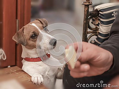 Portrait of a dog Jack Russell Terrier asking its eating owner a piece of cheese Stock Photo