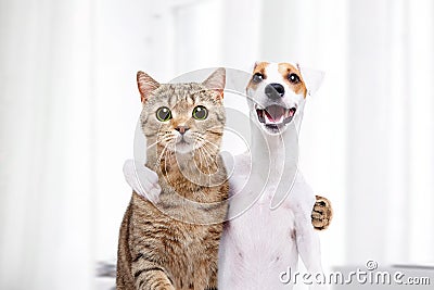 Portrait of a dog and cat hugging each other Stock Photo