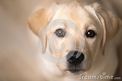 Portrait of dog looking in eyes. Devoted and loving look of Labrador puppy Stock Photo