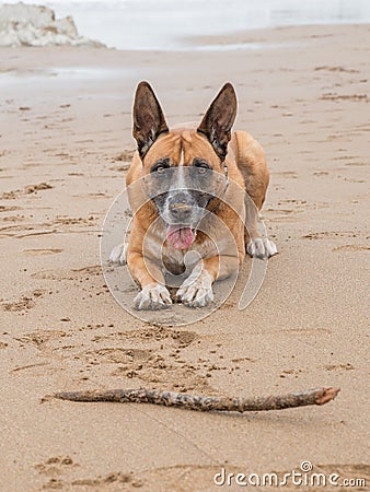 portrait of dog lying on the beach Stock Photo