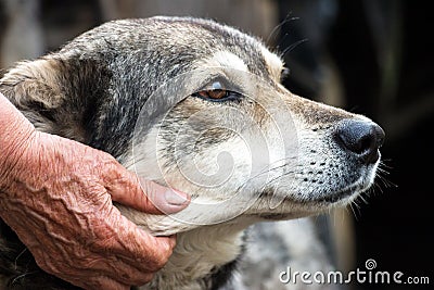 Portrait of a dog mongrel Stock Photo