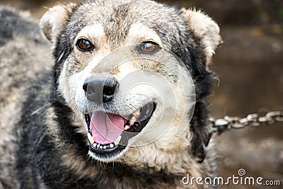 Portrait of a dog mongrel Stock Photo