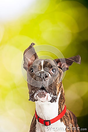 Portrait Dog Outdoors - Vertical With Copy Space Stock Photo