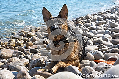 Portrait of the dog on the pebble beach Stock Photo