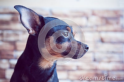 Portrait of a dog in profile against a brick wall background, the dog is waiting for the owner at the window. Stock Photo
