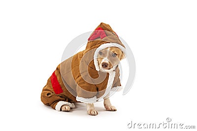 Portrait of dog in reindeer costume Stock Photo