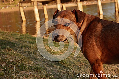 portrait of a dog walking along the lake Stock Photo