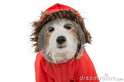 Portrait dog wearing a red fluffy warm coat or anorak for autumn or winter. Cold temperatures concept Stock Photo
