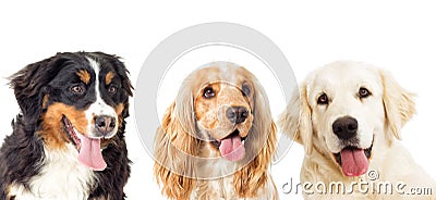 Portrait dogs Stock Photo