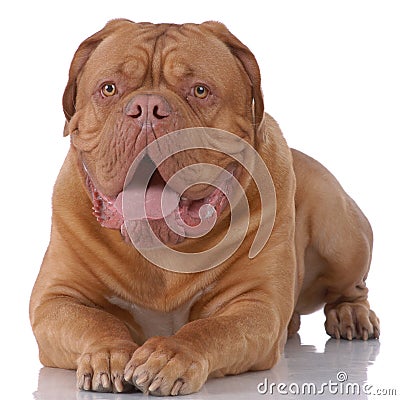 Portrait of Dogue de Bordeaux Stock Photo