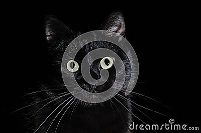 Portrait of a domestic black cat on a black background Stock Photo