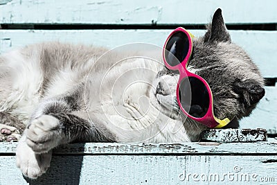 Portrait of domestic gray purebred feline cat getting up from sunbathing with glasses in spring. Cute kitten with whiskers on his Stock Photo