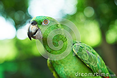 Portrait of domestic green parrot Stock Photo