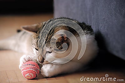 Portrait of domestic happy male cat playing with a ball at smooth background, extreme closeup Stock Photo
