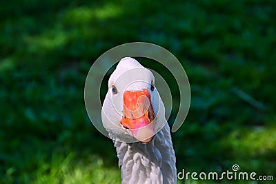 Portrait of a domesticated goose (Anser anser domesticus) Stock Photo