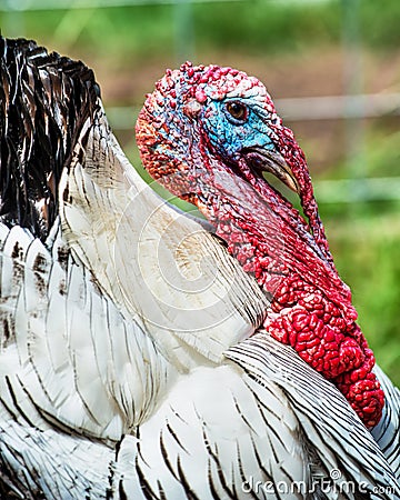 Portrait of domesticated tom turkey Stock Photo