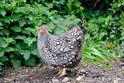 Portrait of a domesticated wyandotte hen seen looking at the camera in her outdoor setting. Stock Photo