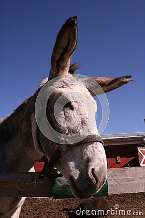 Portrait of donkey Stock Photo