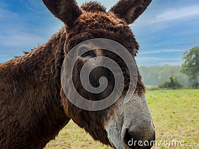 Portrait of a donkey close up, blue sky Stock Photo