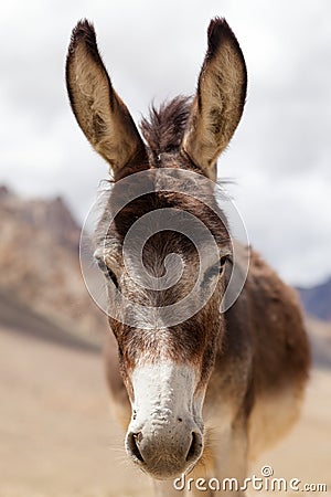 Portrait of Donkey Stock Photo