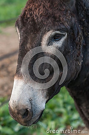 Portrait donkey Stock Photo
