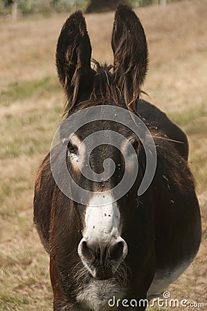 Portrait of donkey with flies Stock Photo