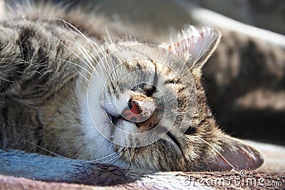 Portrait of a dozing cat Stock Photo