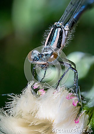 Portrait of a dragonfly Arrow blue, Enallagma cyathigerum, a species of homoptera dragonfly Stock Photo