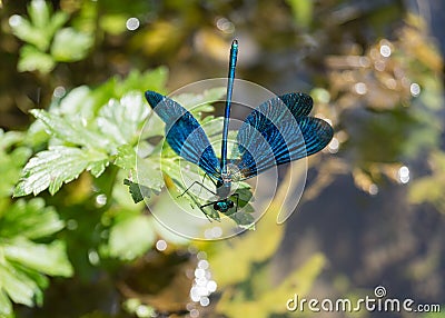 Portrait dragonfly Stock Photo