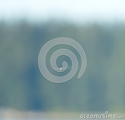 Portrait of a dragonfly flying in the air Stock Photo