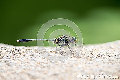 Portrait of dragonfly - Green Skimmer Stock Photo