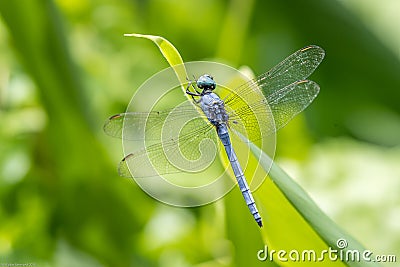 Portrait of dragonfly - Marsh Skimmer Stock Photo