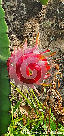 Portrait of dragonfruit fully developed waiting for harvest ripe Stock Photo