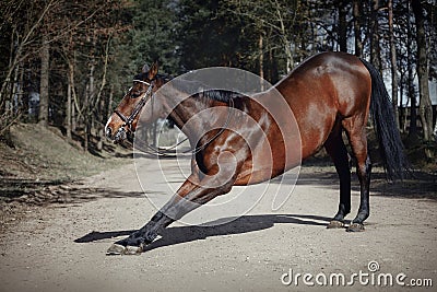 Dressage horse in double bridle bowing on road in spring daytime Stock Photo