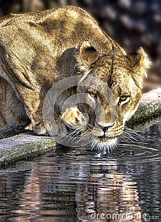 Portrait of a drinking lioness, marked by shadow spots through the foliage, standing by a pond and drinking from the clear water, Stock Photo