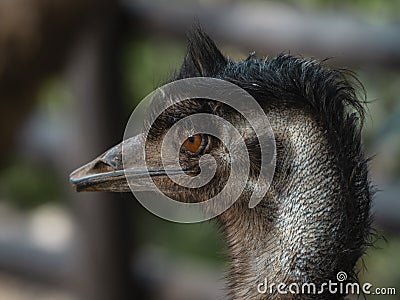 Portrait dromaius novaehollandie head Stock Photo