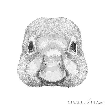 Portrait of Duck. Cartoon Illustration