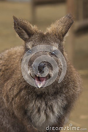 Portrait of a kangaroo Stock Photo
