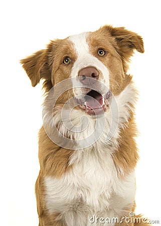 Portrait of a EE-red border collie dog on a white background Stock Photo