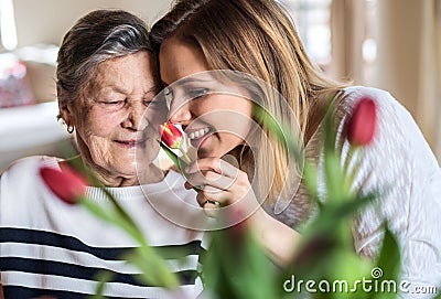 An elderly grandmother with an adult granddaughter at home, smelling flowers. Stock Photo