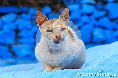Portrait of the elegant cat in Morocco Stock Photo