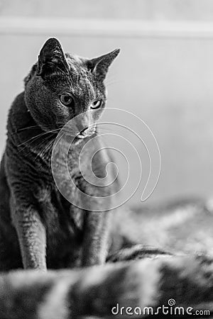 Portrait of an elegant slender Russian Blue Cat. Black and white photo, Stock Photo