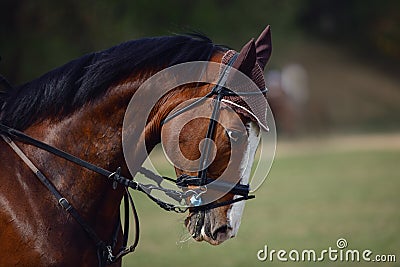 Elegant sorrel horse on eventing competition in daytime in spring Stock Photo