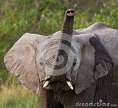 Portrait of an elephant. Close-up. Africa. Kenya. Tanzania. Serengeti. Maasai Mara. Cartoon Illustration