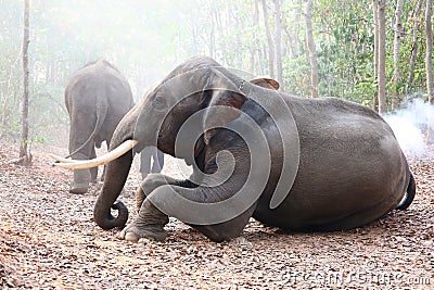 Portrait of Elephant and mahout in the forest. Stock Photo