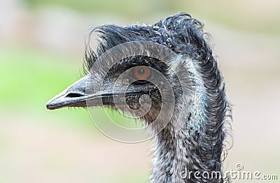 Portrait of an emu Dromaius novaehollandiae bird Stock Photo