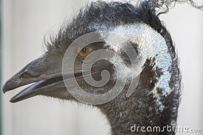 Portrait of an Emu Dromaius novaehollandiae Stock Photo