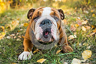 Portrait of English bulldog on a autum nature leaves Stock Photo