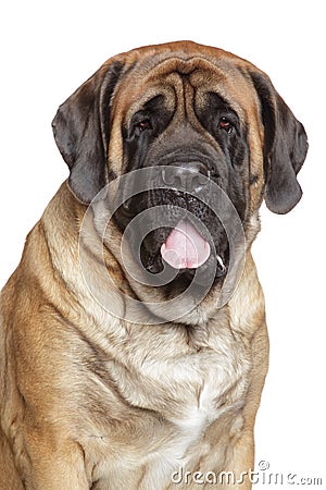 Portrait of a english mastiff Stock Photo